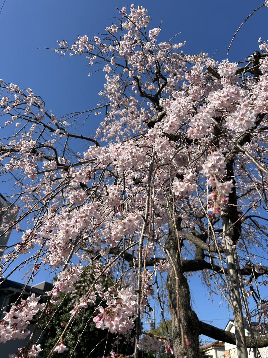 カズさん（じいさん tweet media