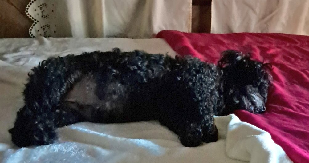 🐩🇺🇸~Bitsy's Mom~🇺🇸🐩 tweet media