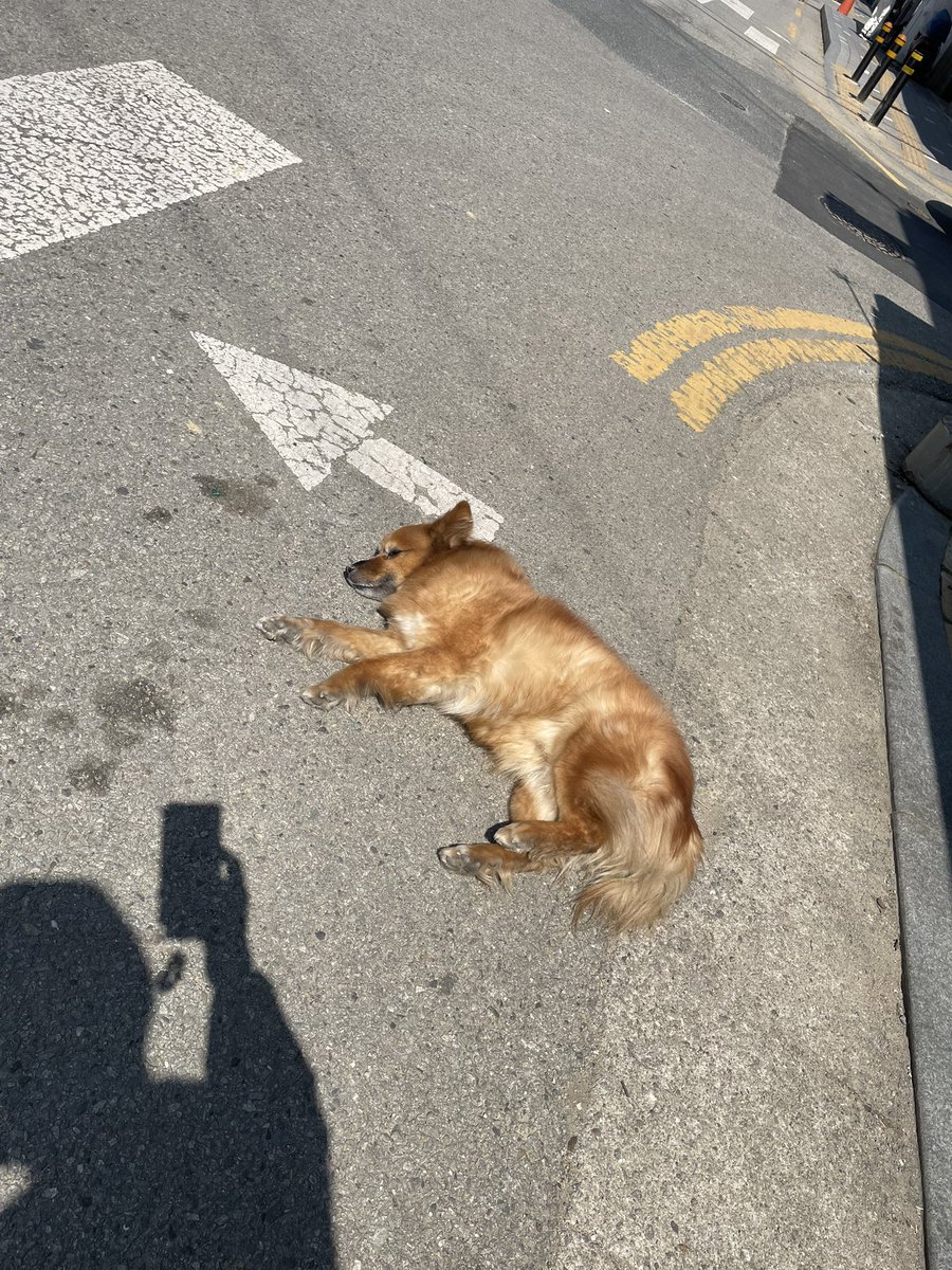 오만한 방울토마토 tweet media