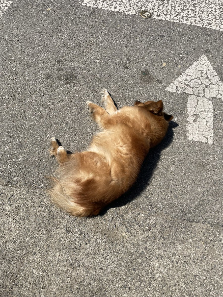 오만한 방울토마토 tweet media