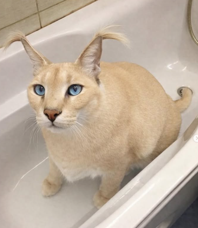 𒂭Alhaitham𒂭 tweet media