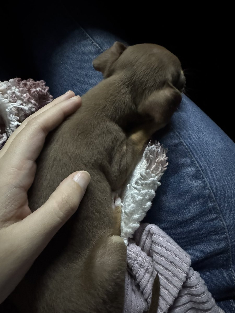 Cinder - Adult VA 💋✨ tweet media