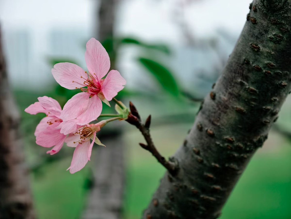 🌿cat chuang🌸 tweet media