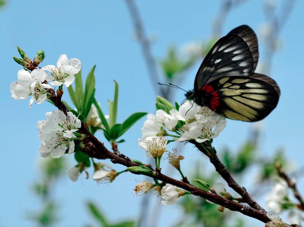 🌿cat chuang🌸 tweet media