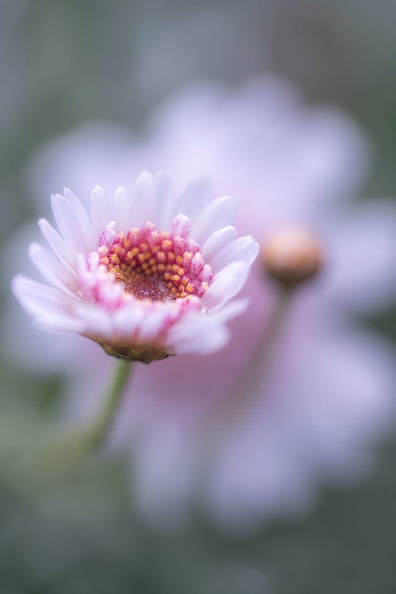 マクロ tweet media