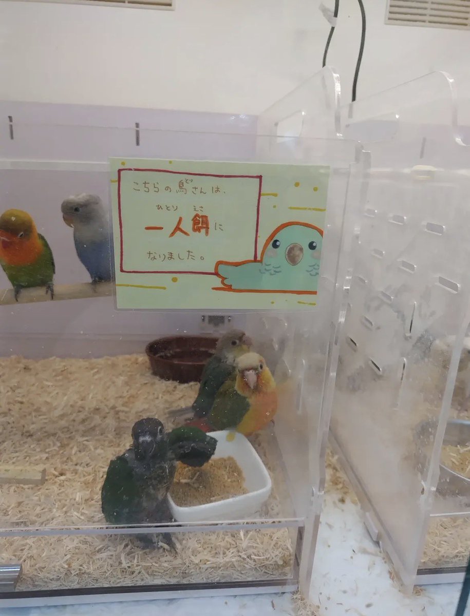 ぽてち🐹🦜 tweet media