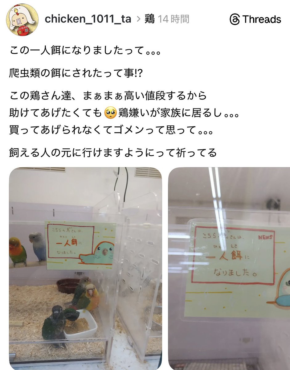 ぽてち🐹🦜 tweet media