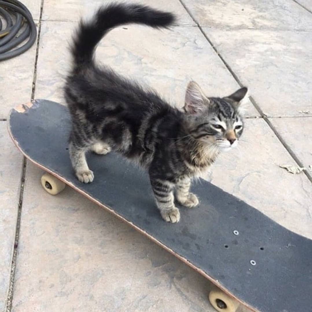 Punch Cat tweet media