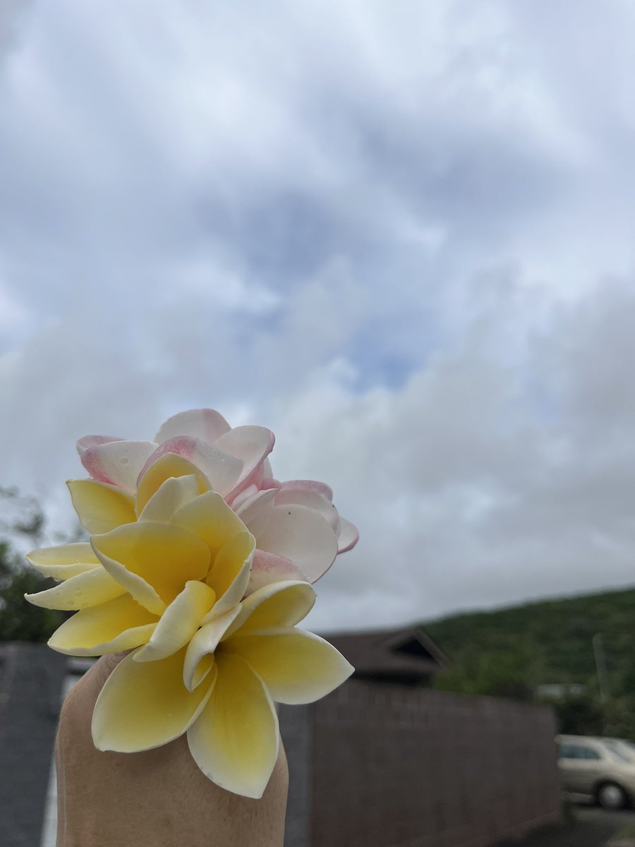 🌱Hawaii Life Journal tweet media