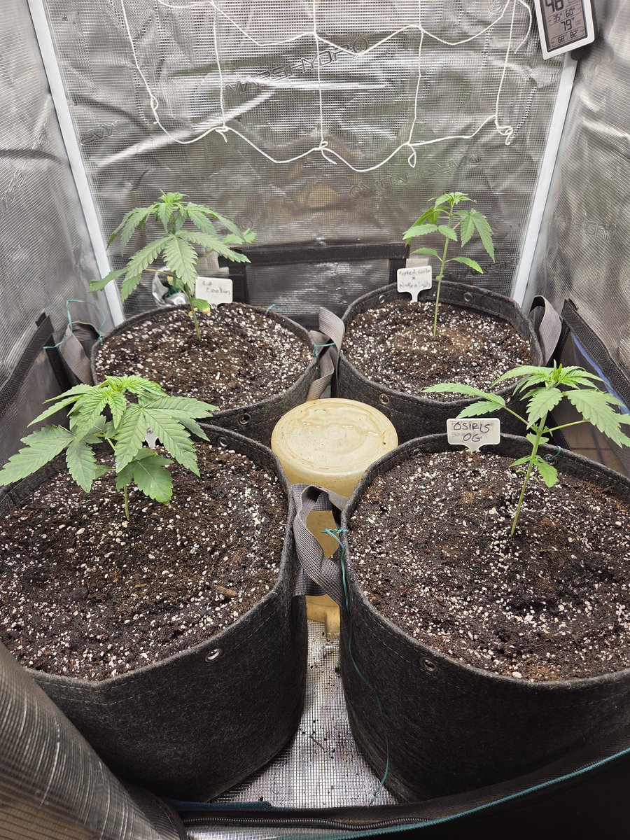 Richie 🇺🇸 tweet media