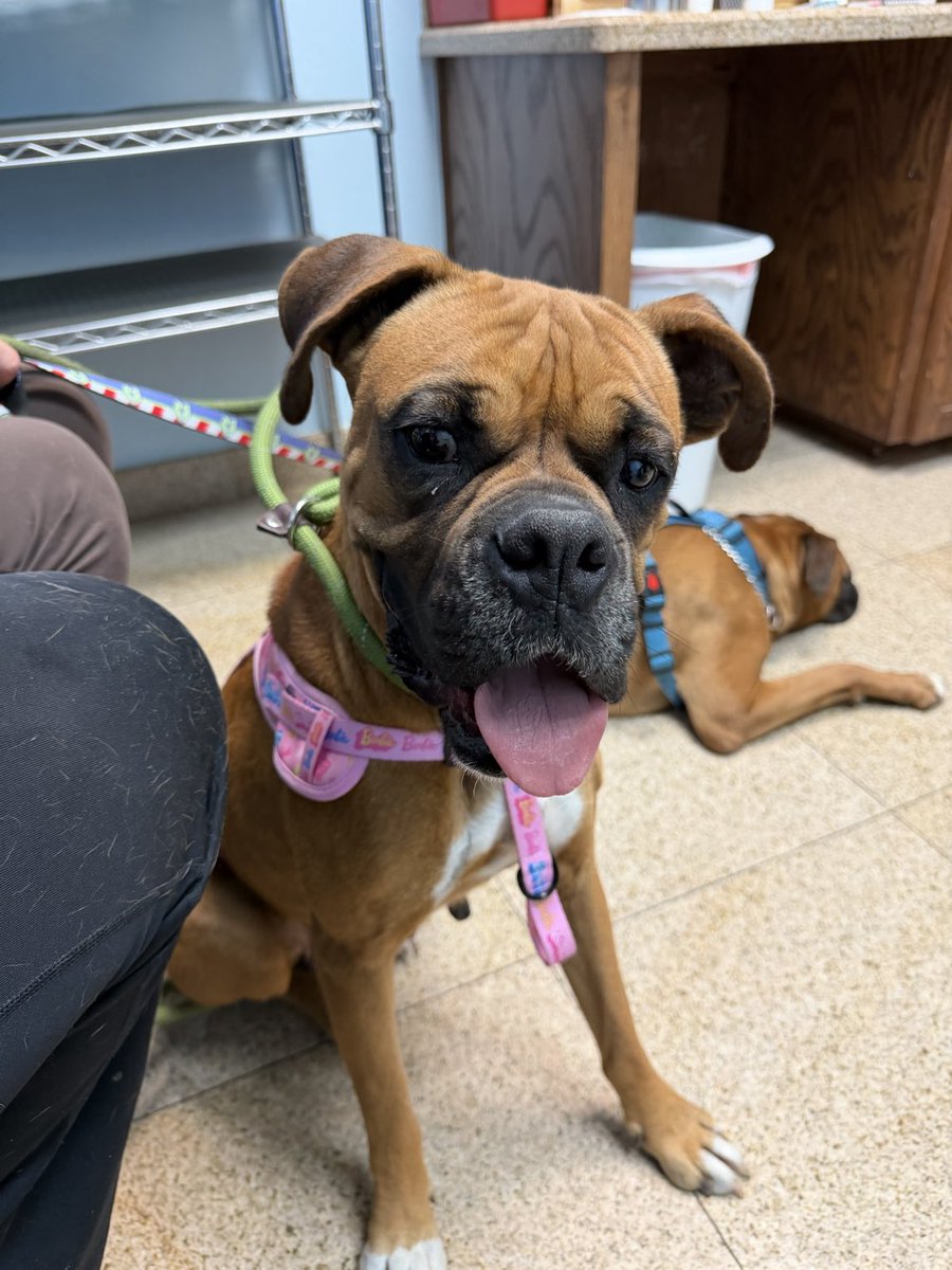 Adopt A Boxer tweet media