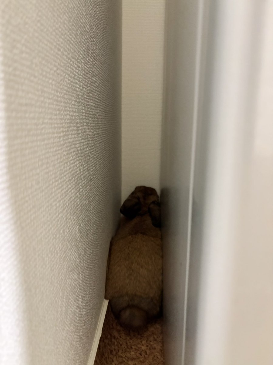 うさぎのポパイ tweet media