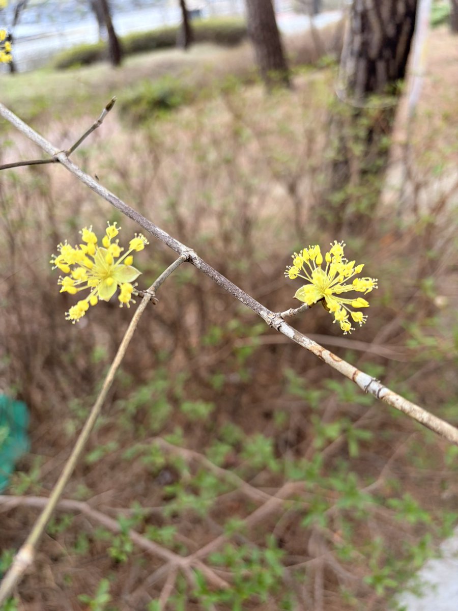 THE WILD tweet media