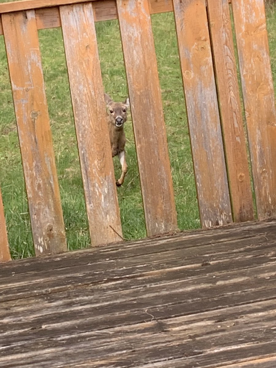 🐰⚡️ kels tweet media