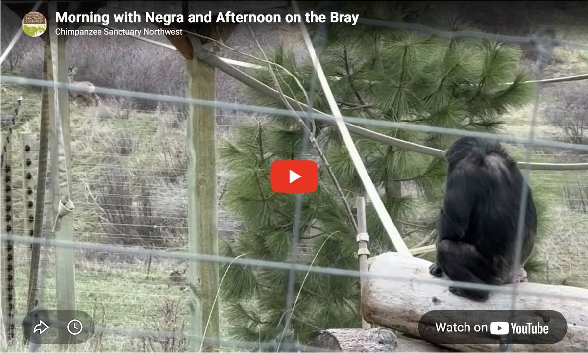 Chimpanzee Sanctuary Northwest tweet media