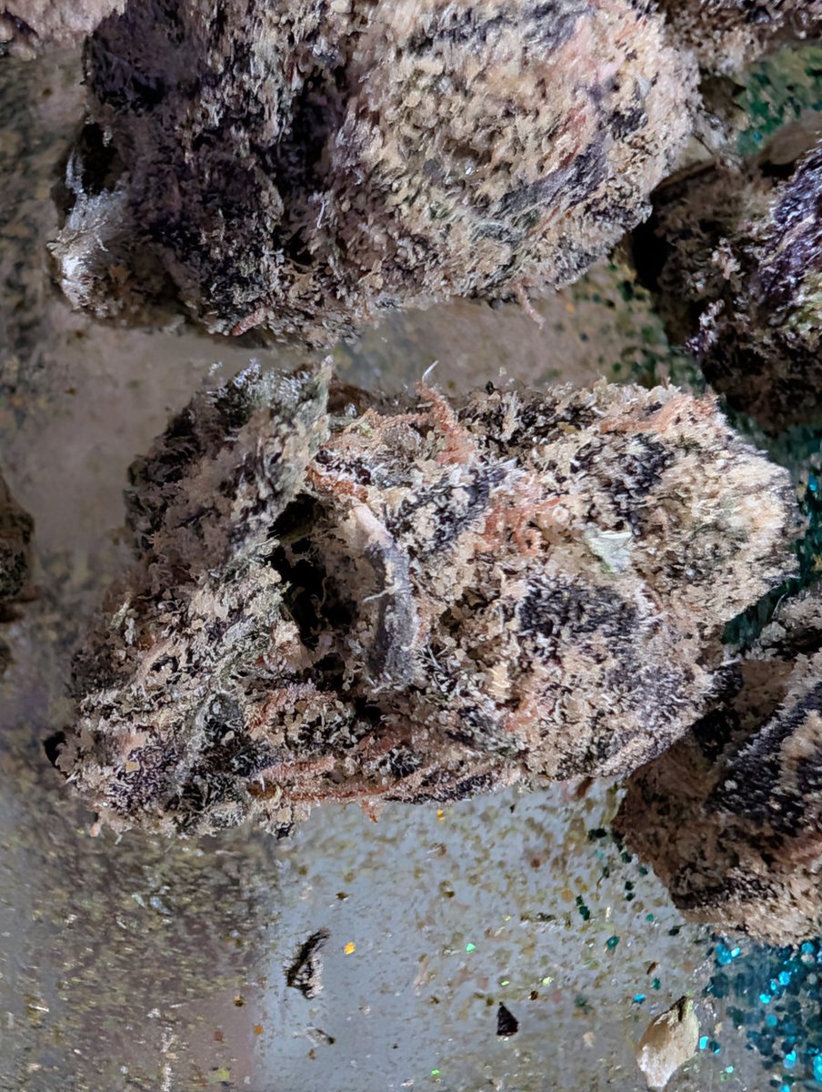 Sarkazz Here tweet media