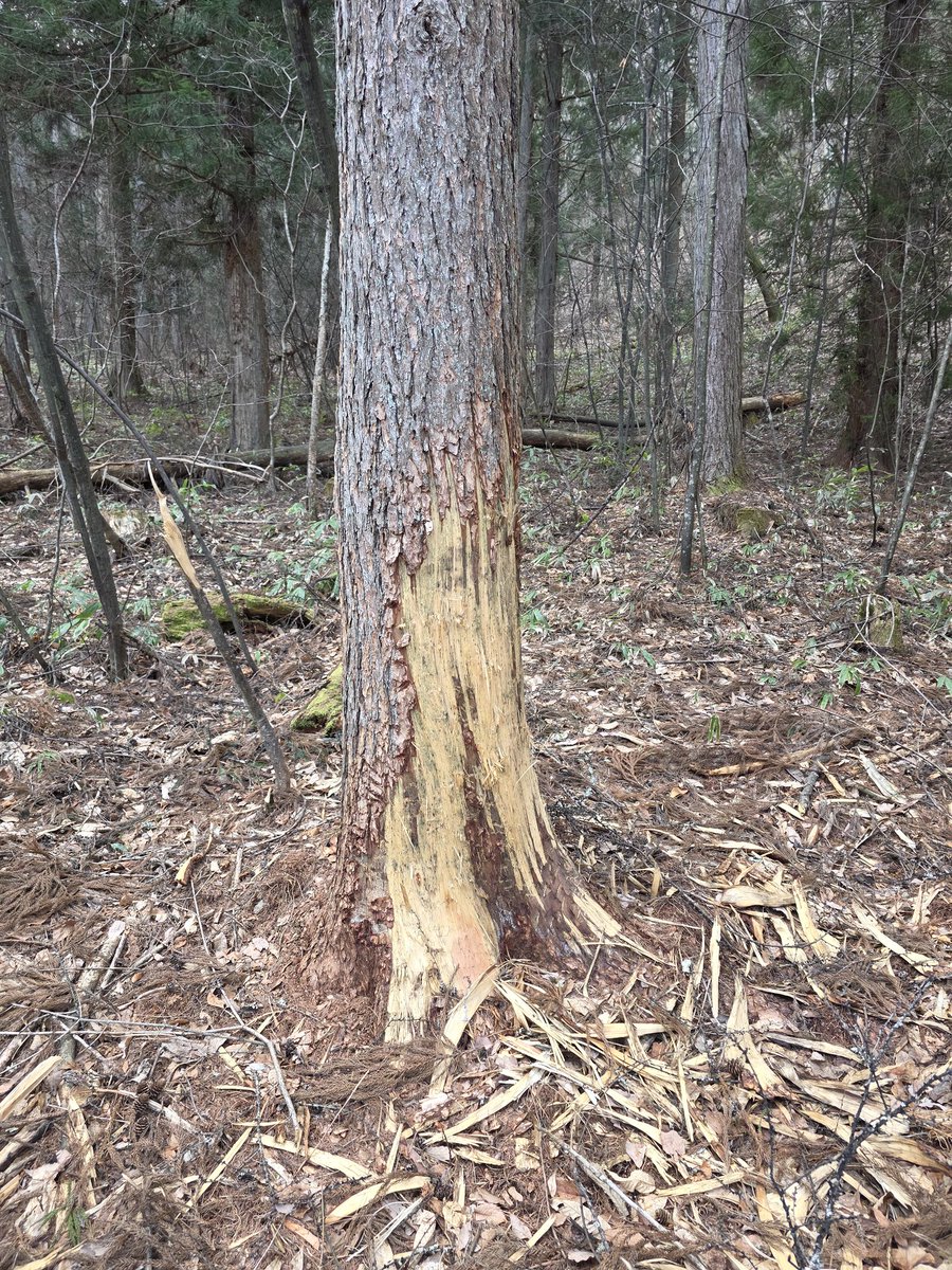 しなの tweet media