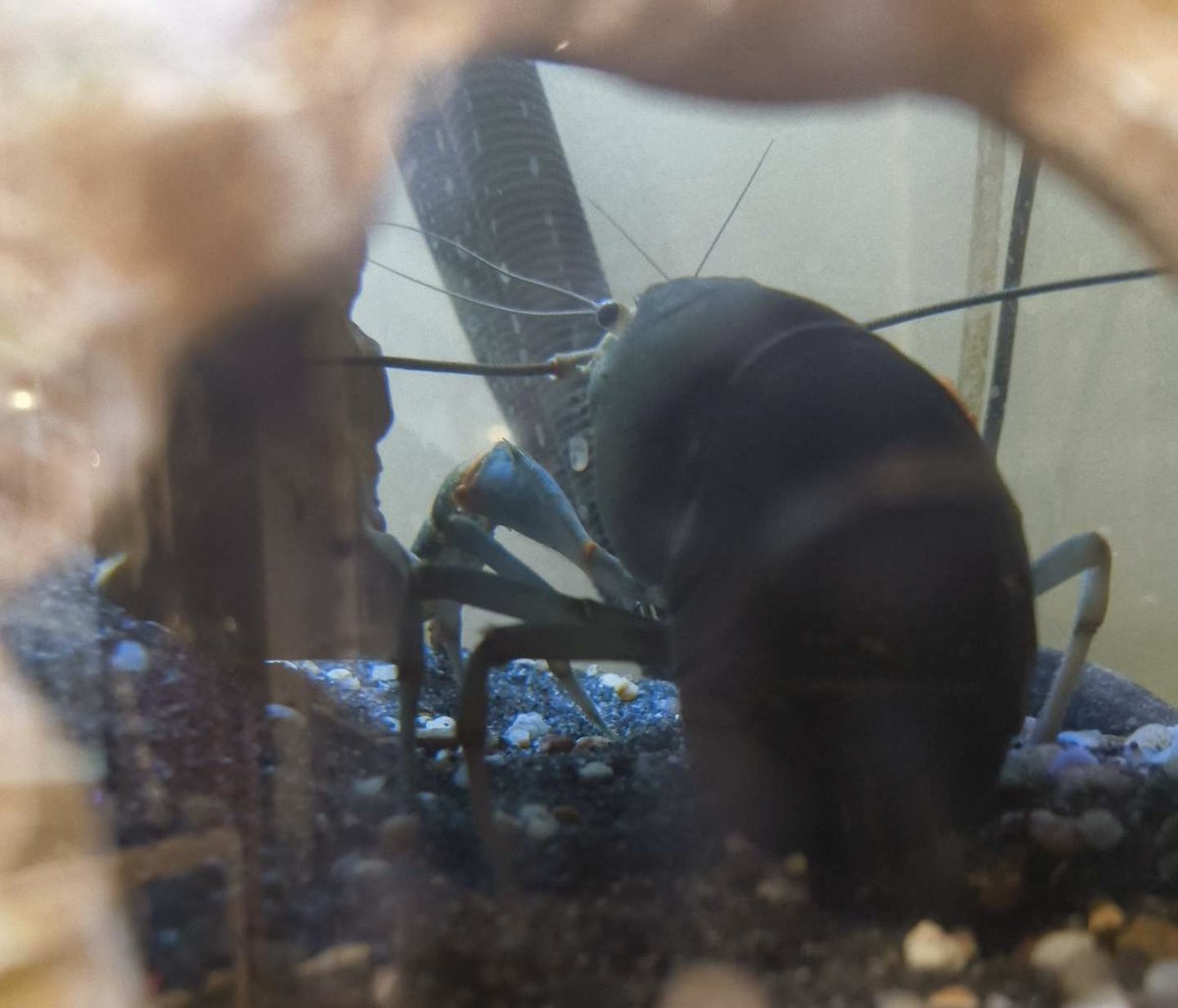 Ametat2's tweet image. Also getting out of a DTD is SO stressful lmao xD Dwayne my precious babygirl… I now understand how stressful it is to moult and why you just flop pathetically on the ground for days after. Me too. Now I’ve been there
Here is Dwayne looking fat as fuck (complementary)