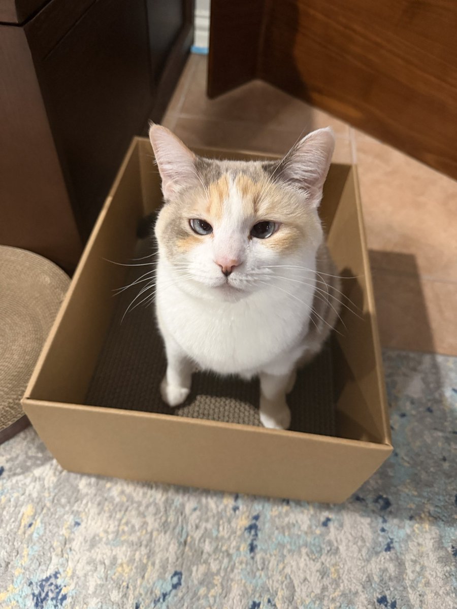 Panko A. Cat’s Mom tweet media