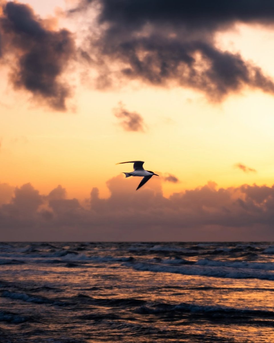 Port Aransas, TX tweet media