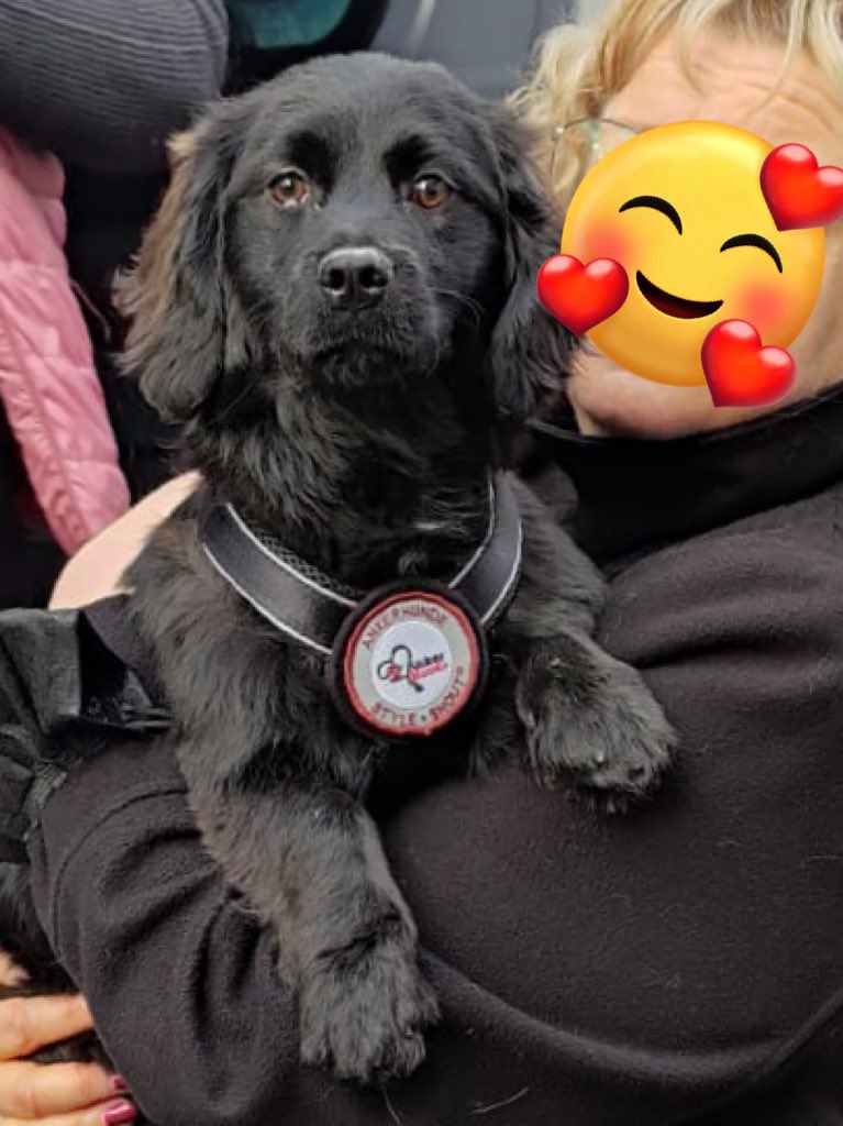 Lissy - Ministerin für Quatschkopfen tweet media