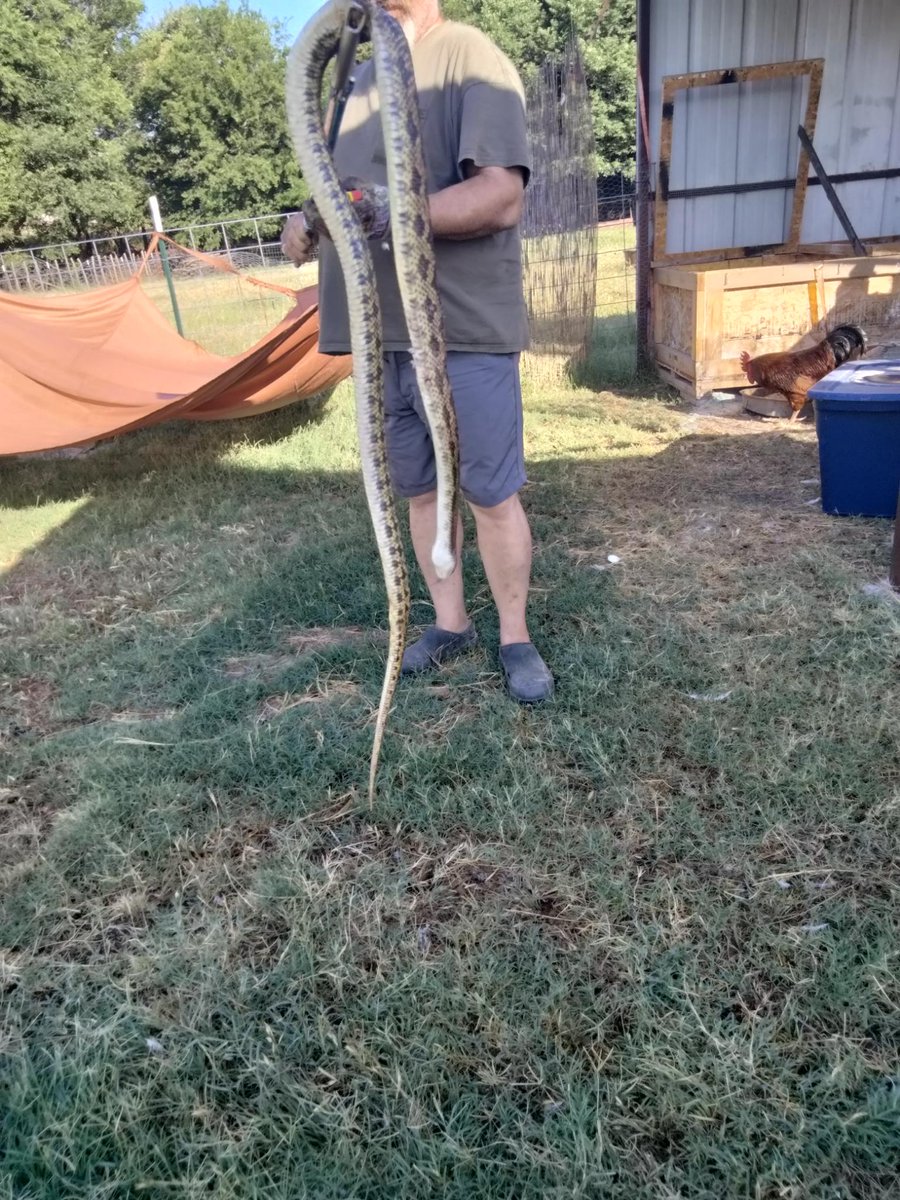 BuffaloRon tweet media