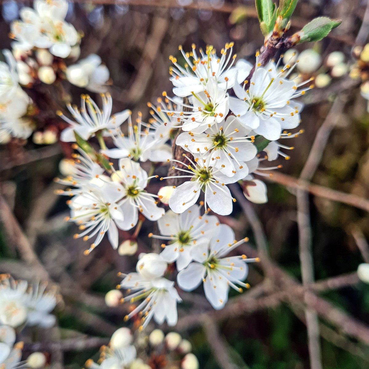 Nigel Hester tweet media