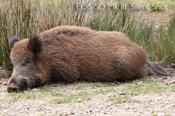 Magicat 🔮🐈‍⬛🧙 tweet media