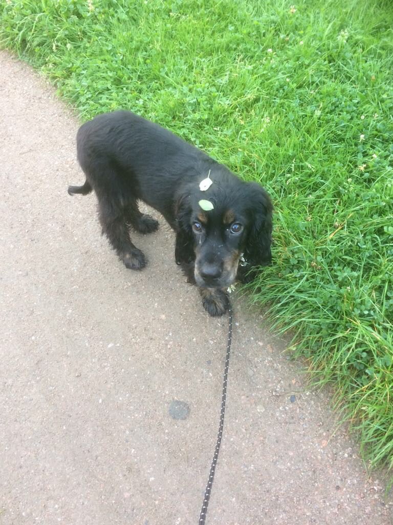 BerryBear mit Frauchen  tweet media