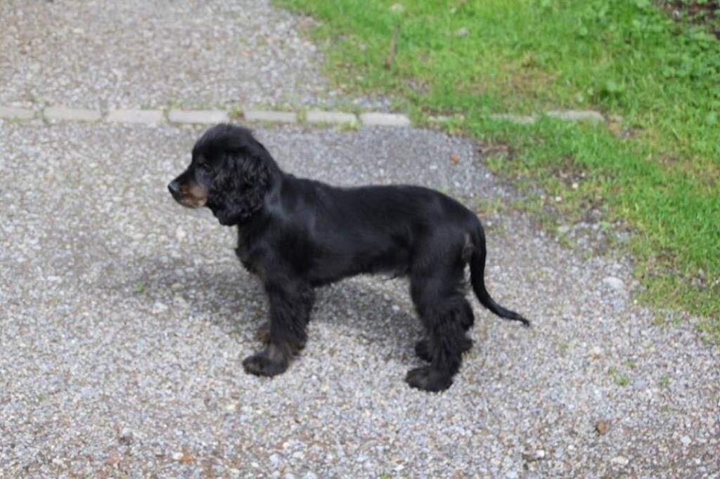 BerryBear mit Frauchen  tweet media