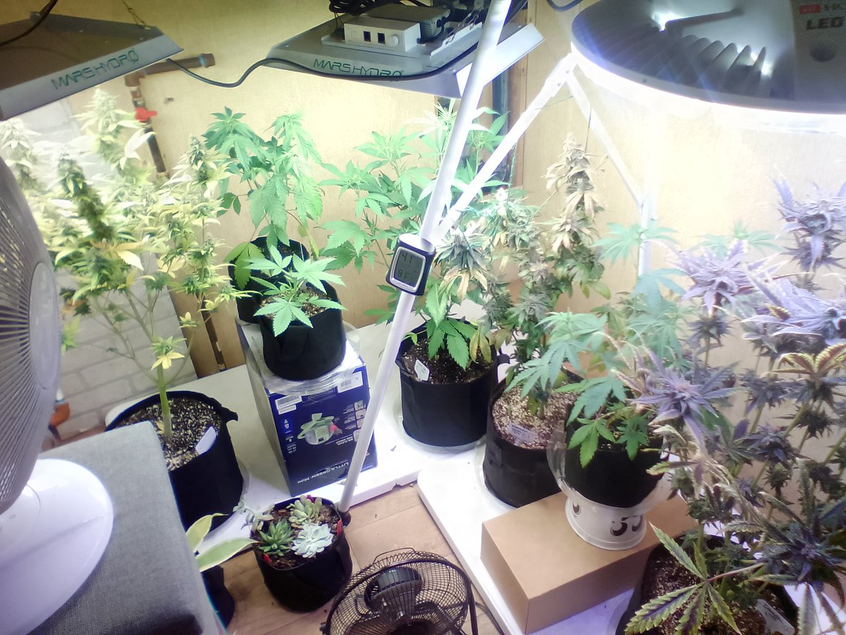 🇺🇲 HomeGrowLiberty 🇺🇲 tweet media