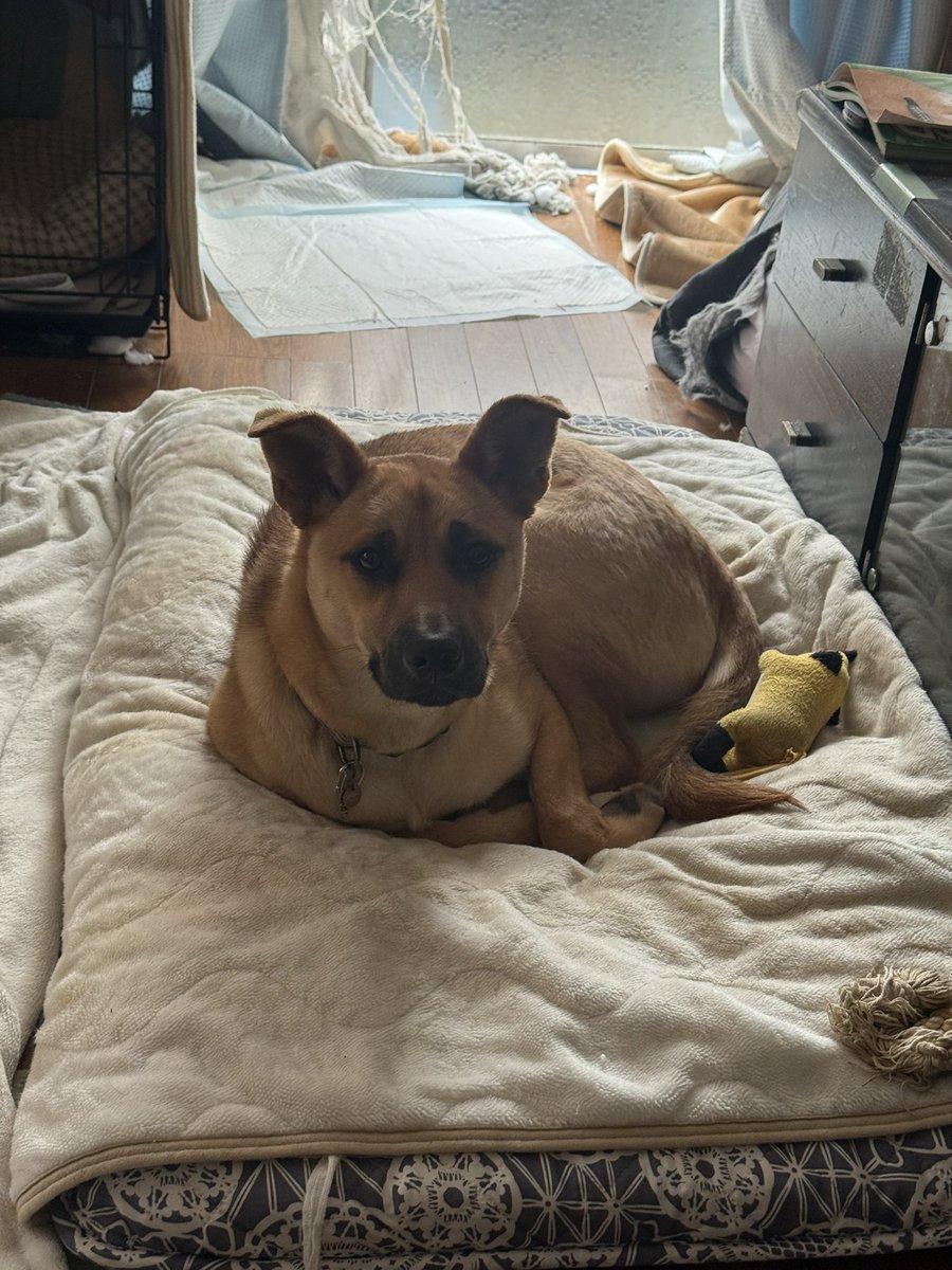 silspi's tweet photo. ←昨日の朝
→今朝
兄さんに変身ち!
#知多犬 #Chita_dog #雑種犬 #zasshu #野犬の子 #しましまねこ #キジトラ https://t.co/Oe4iiOTPO1