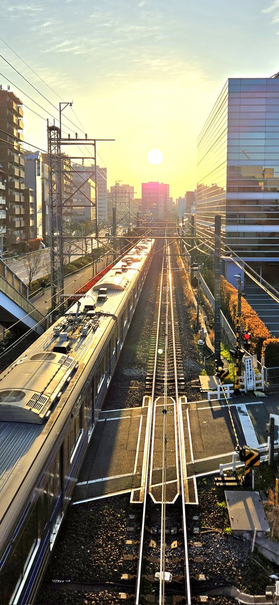 梅 コブ tweet media