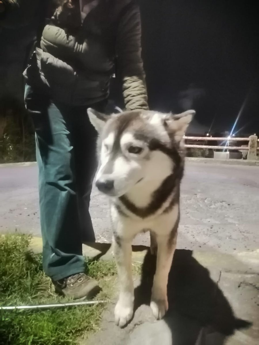 airinvi's tweet image. Perro #husky su nombre es Balto extraviado en #Quito  se le vió por última vez en el sector puente #AlmaLojana #Monjas #Jardindelvalle #parqueCuscungo #madrigal #AutopistaRumiñahui @AutopistaGR @UBAQuito
@TVCLaComunidad
#mascotasperdidas @mascotaperdidas