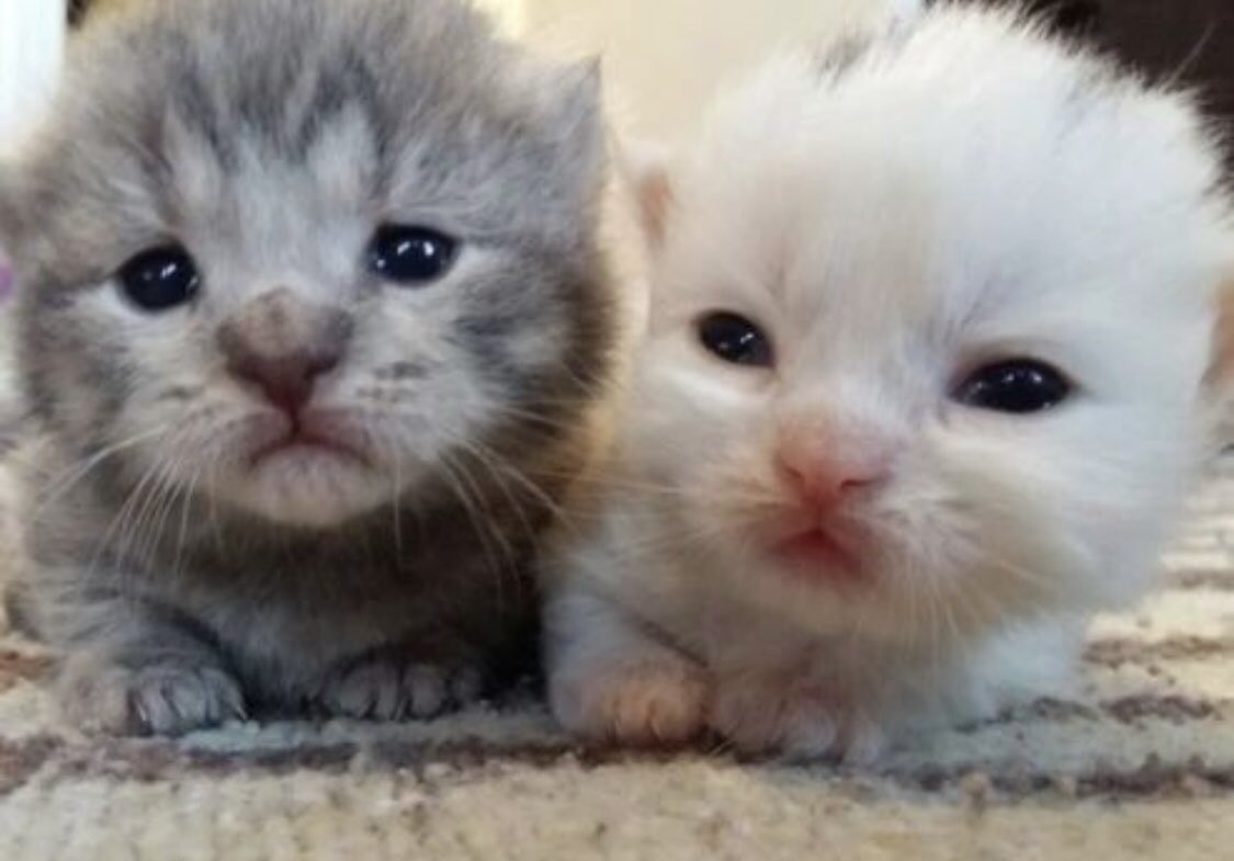 Amazing cats 😻 tweet media