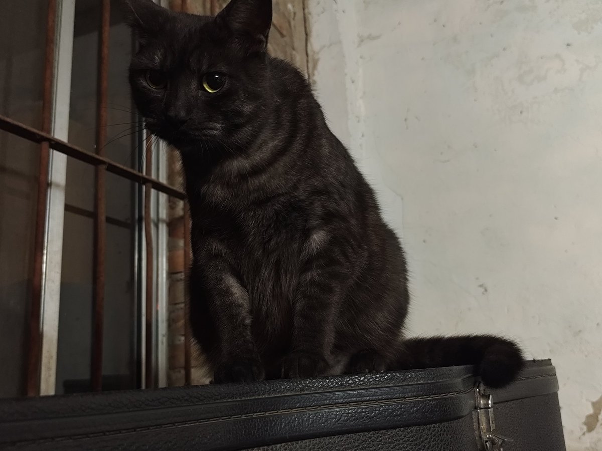 Deconstructing Gachi tweet media