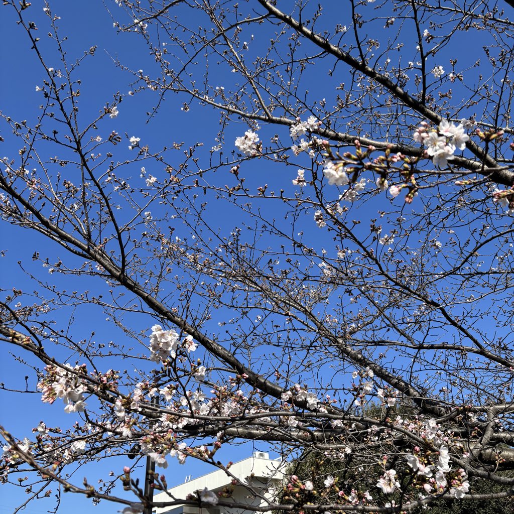 ne628gi's tweet photo. 春、はじまりましたね。 https://t.co/8I115OSyyr