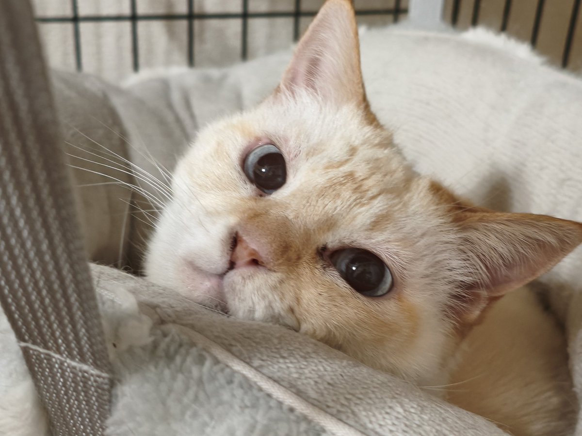 ふねひこ にぼし☆ｷﾞﾝｸﾝ… tweet media