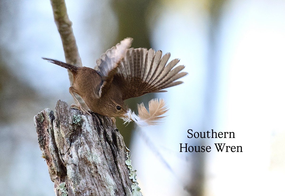 Romel  Romero ™ tweet media