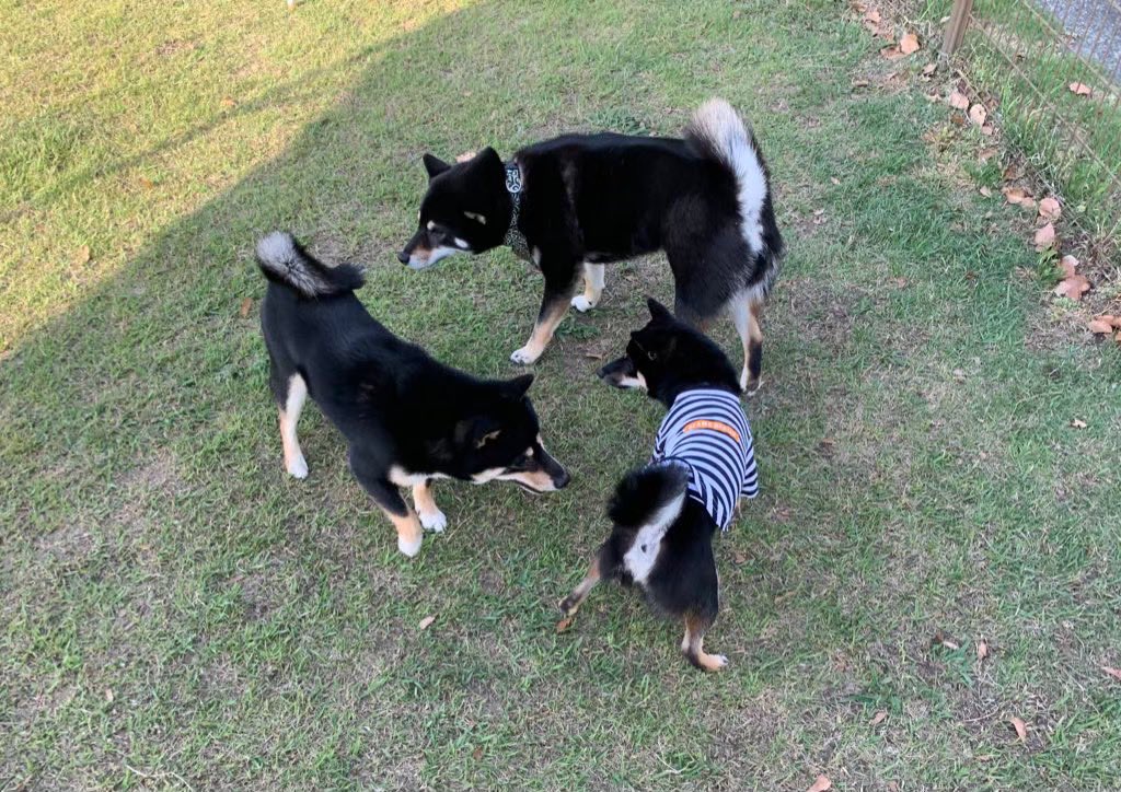 柴犬おはぎ tweet media