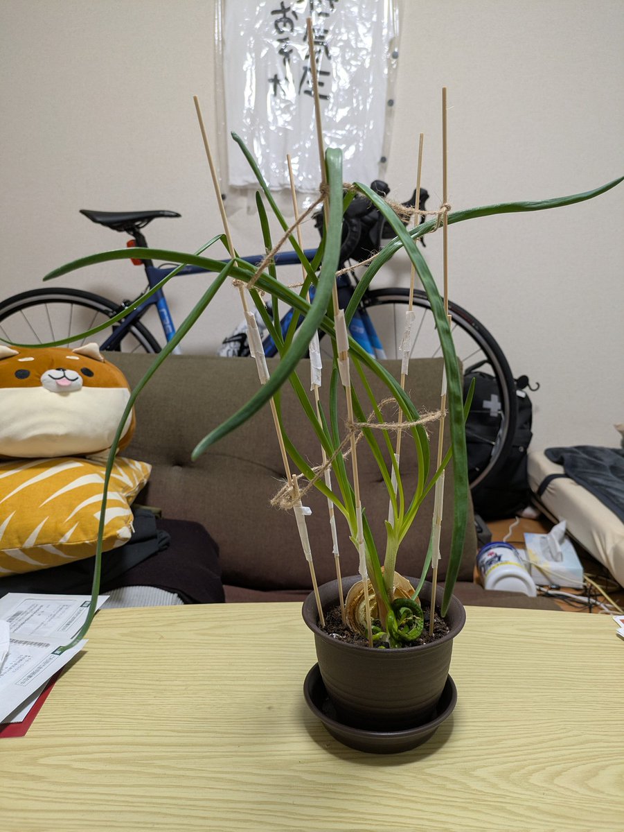 いっせー🐷 tweet media