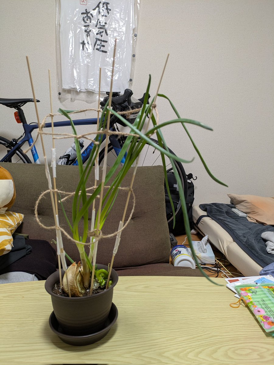 いっせー🐷 tweet media