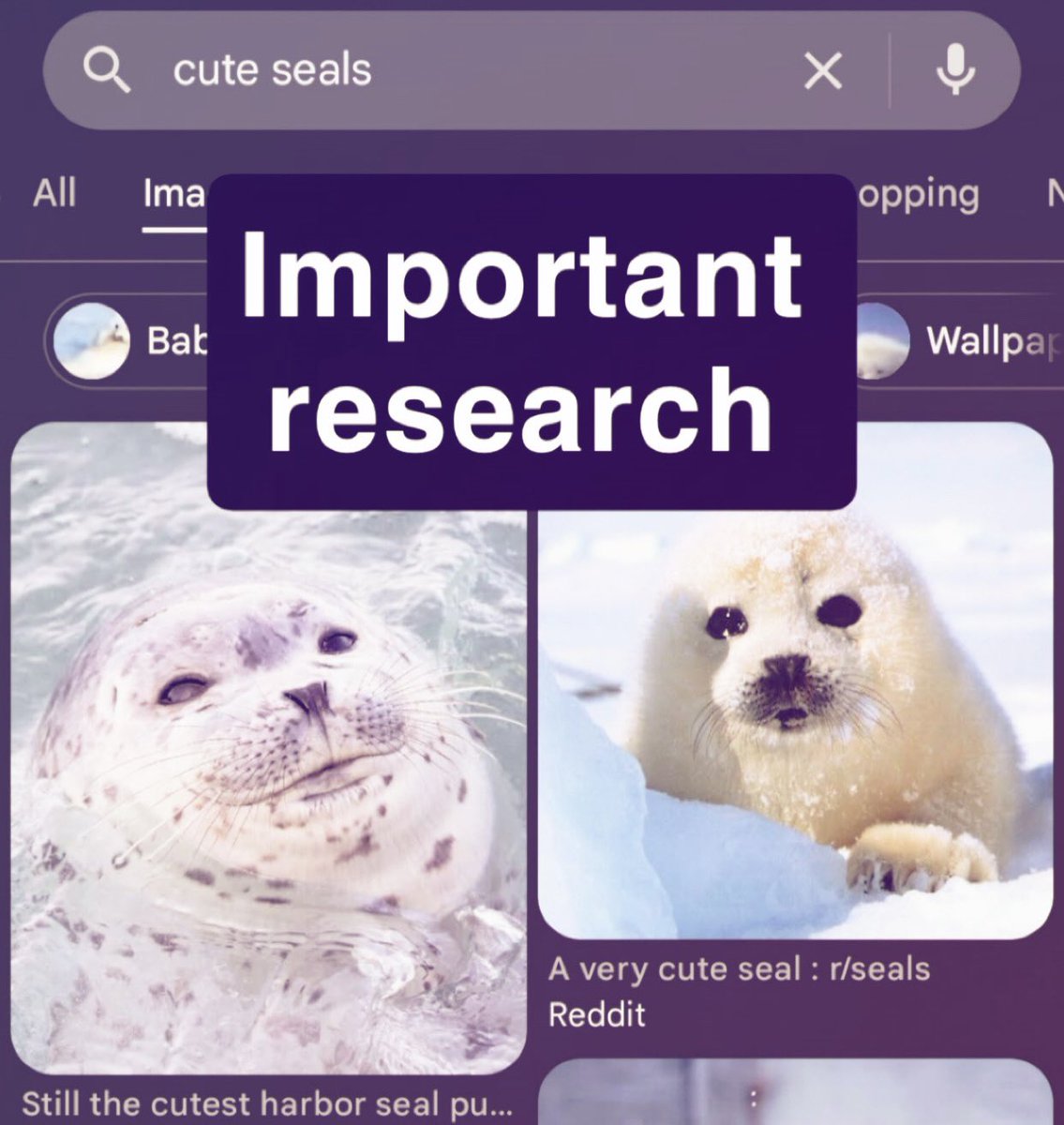 Sqeez 🍓🍉🦭 tweet media