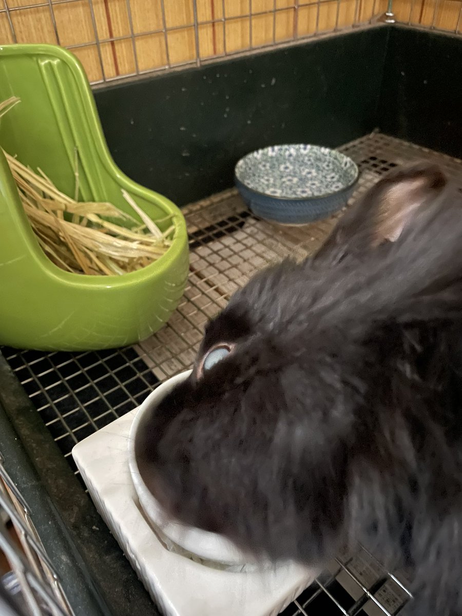 クエック🤮 tweet media