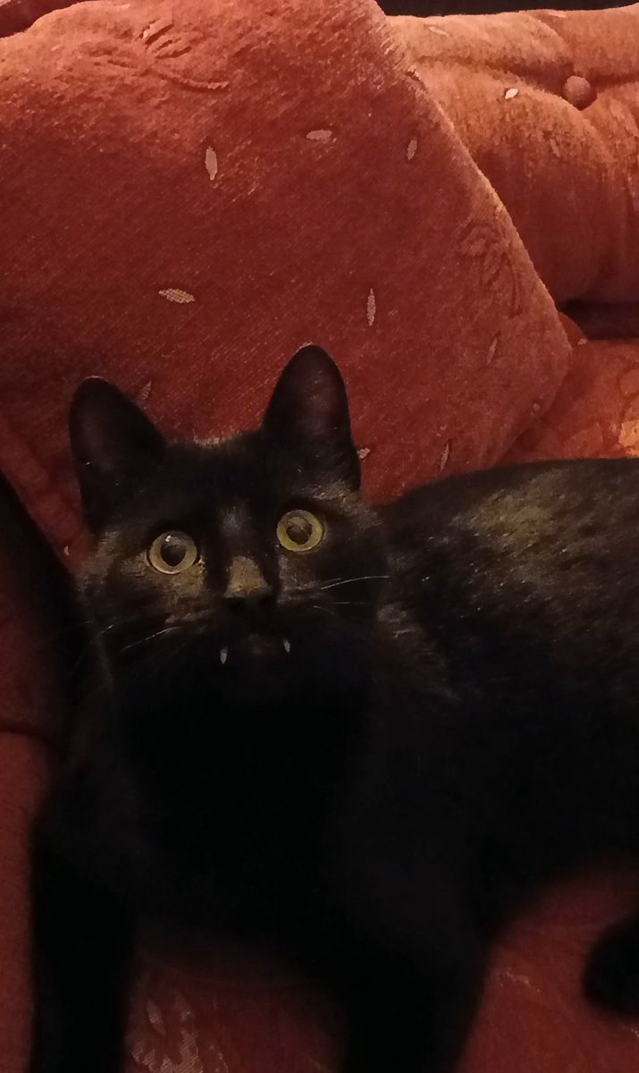 Elizabeth Hempstock tweet media