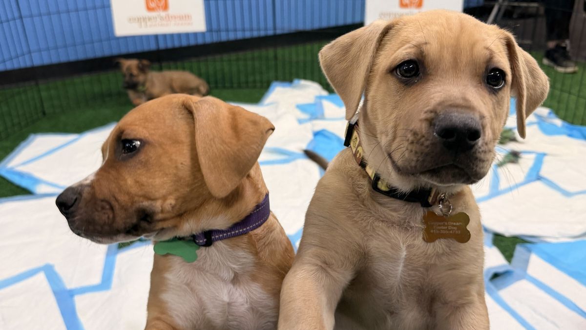 ABC7 News tweet media