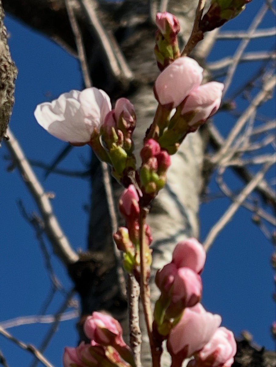 FPpurele's tweet photo. 朝ごはんを作りました。
桜が咲き始めてきました。
絹さやを毎日収穫できるようになりました。

嫌な事は忘れるようにしてたら
とても気分の良い朝になりました。

色々よかった😊 https://t.co/gFjXy1H6Tw
