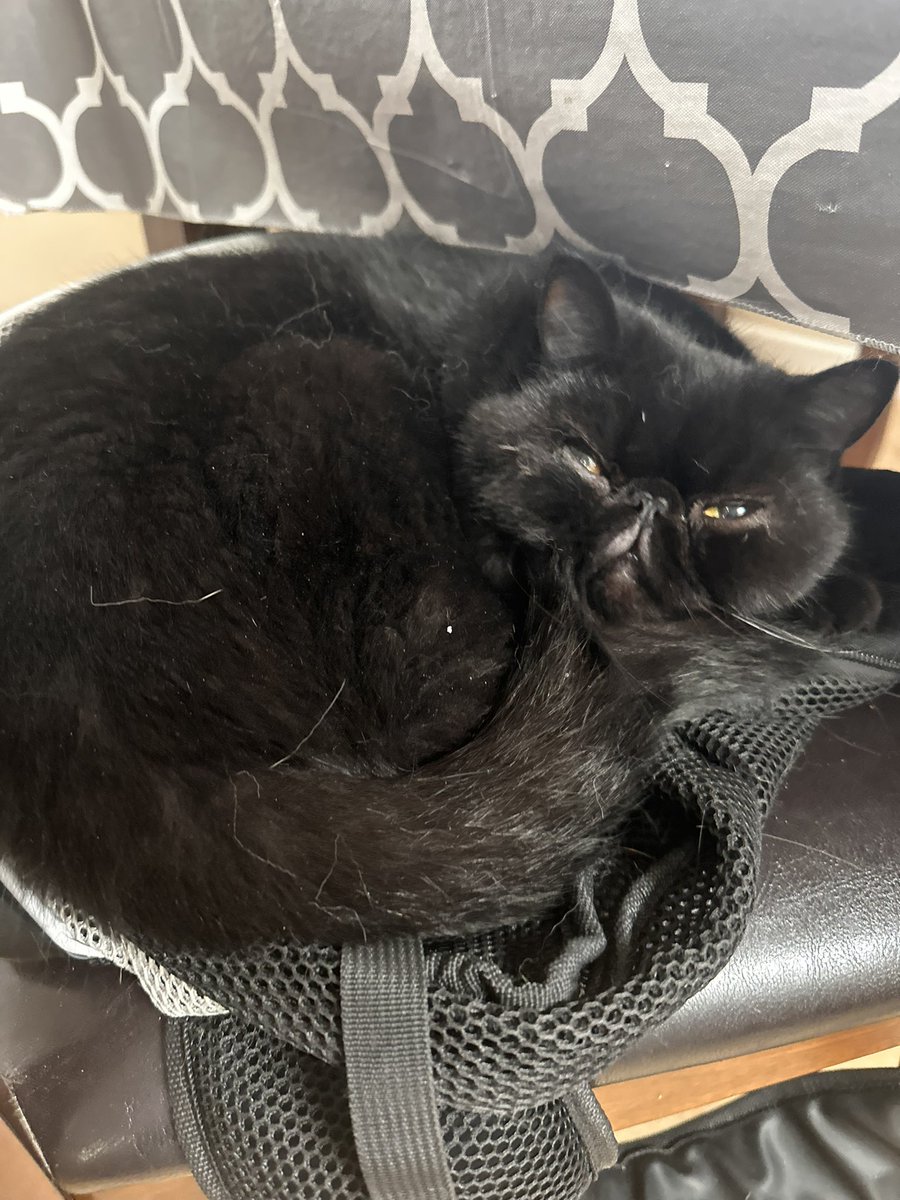 Cat Facts tweet media