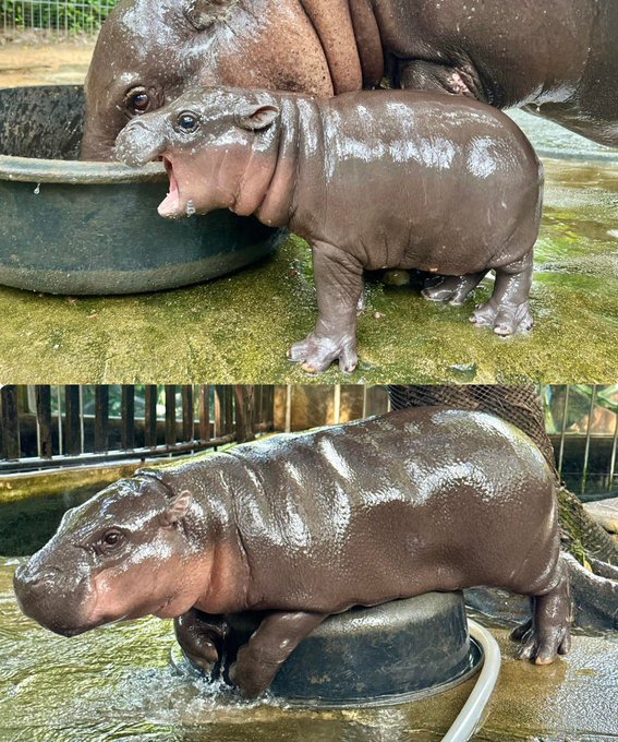 Fan Page | Moo Deng tweet media