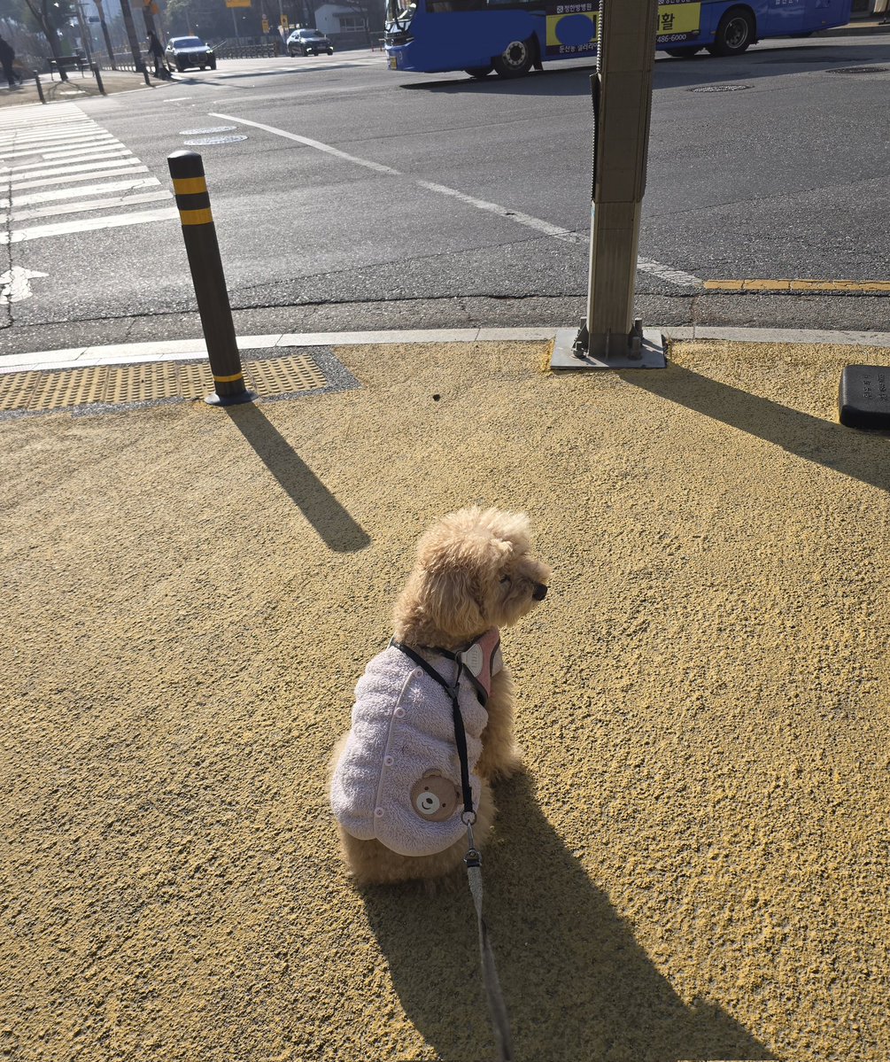 곰 아주머니 tweet media